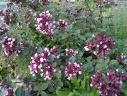 Origanum hybride 'Gentle Breeze'